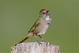 Green-tailed Towhee