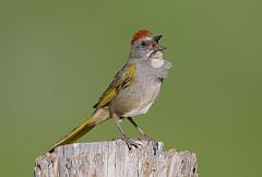 Green-tailed Towhee