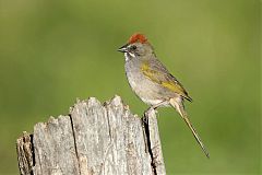 Green-tailed Towhee