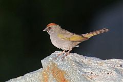 Green-tailed Towhee