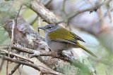 Green-tailed Warblerborder=