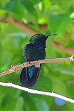 Green-throated Caribborder=