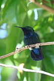 Green-throated Caribborder=