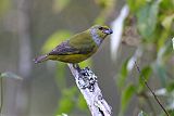 Green-throated Euphonia