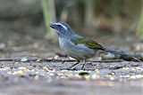 Green-winged Saltator