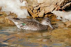 Green-winged Teal