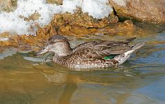 Green-winged Teal