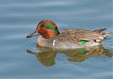 Green-winged Teal