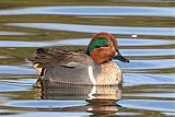 Green-winged Tealborder=