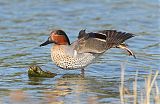 Green-winged Tealborder=