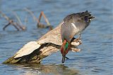 Green-winged Teal