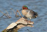 Green-winged Tealborder=