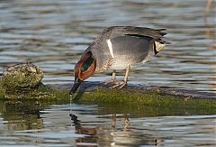 Green-winged Teal