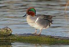 Green-winged Teal