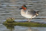 Green-winged Tealborder=