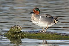 Green-winged Teal