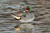 Green-winged Teal