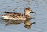 Green-winged Teal