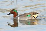 Green-winged Tealborder=