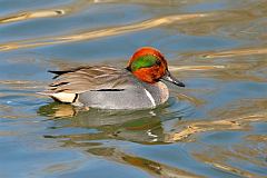 Green-winged Teal