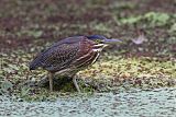 Green Heron