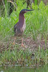 Green Heron