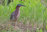 Green Heron