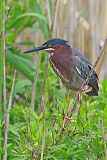 Green Heron