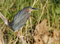 Green Heron