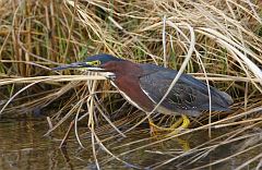 Green Heron