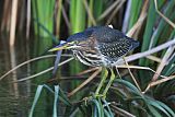 Green Heron