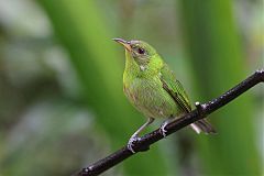 Green Honeycreeper