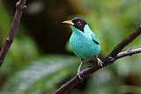 Green Honeycreeper