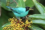 Green Honeycreeper