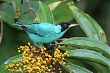 Green Honeycreeper