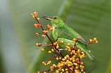 Green Honeycreeper