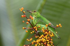 Green Honeycreeper