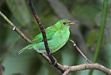 Green Honeycreeper