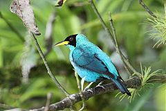 Green Honeycreeper