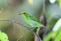 Green Honeycreeper