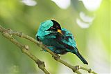 Green Honeycreeper