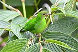 Green Honeycreeper