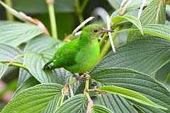 Green Honeycreeper