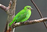 Green Honeycreeper