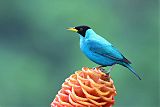 Green Honeycreeper