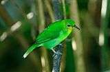 Green Honeycreeper