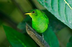 Green Honeycreeper