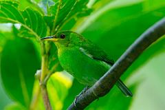 Green Honeycreeper