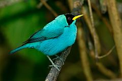 Green Honeycreeper