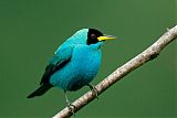 Green Honeycreeperborder=